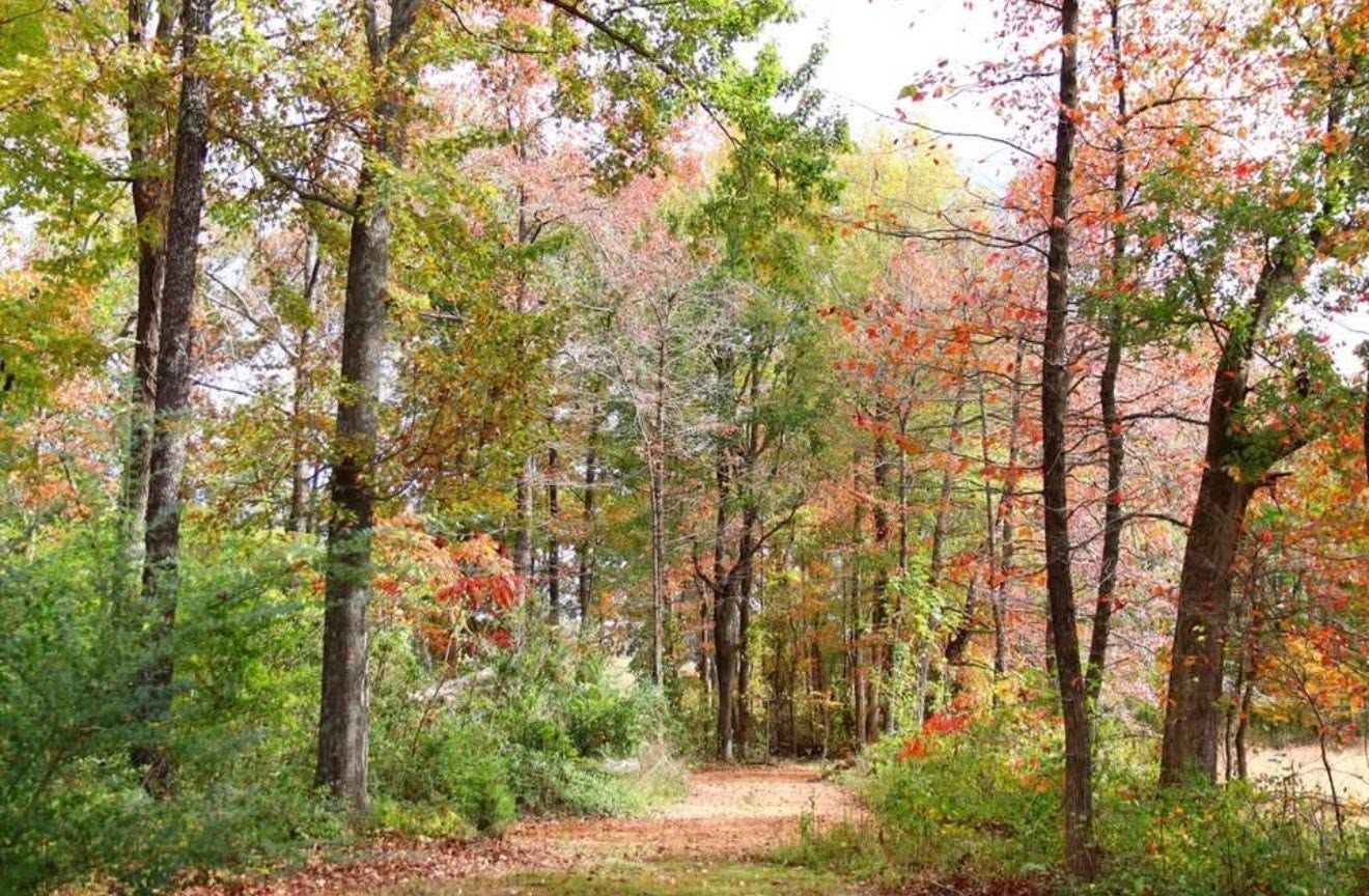 Mirewood venue in fall, trail lined with turning autumn leaves